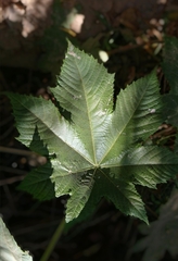 Ricinus communis