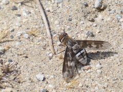 Exoprosopa divisa