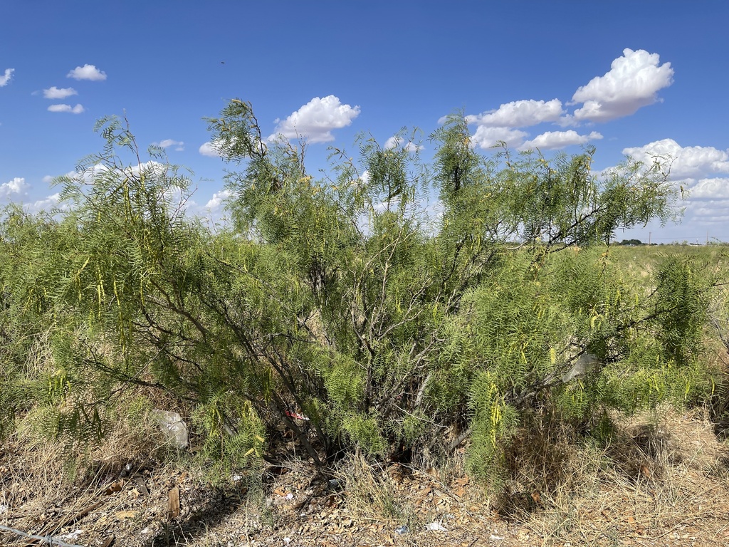 Eastern Honey Mesquite from E Pecos Dr, Hobbs, NM, US on June 18, 2022 ...