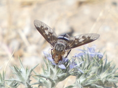 Exoprosopa divisa