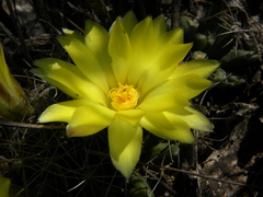 Mammillaria longimamma