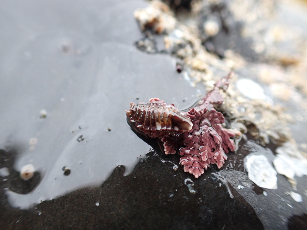Synidotea cornuta