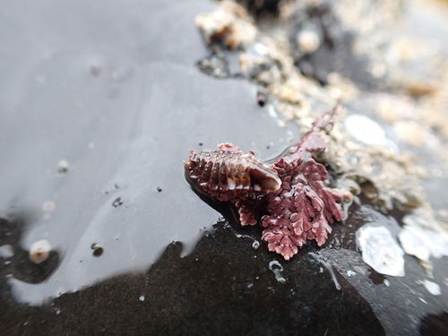 Synidotea cornuta