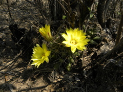 Mammillaria longimamma