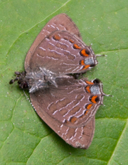 Satyrium liparops