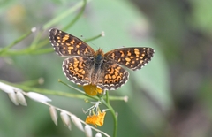 Phyciodes graphica graphica