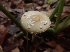 Amanita xylinivolva