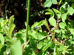 Euodynerus exoglyphus