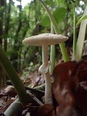 Amanita xylinivolva