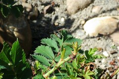 Euodynerus exoglyphus