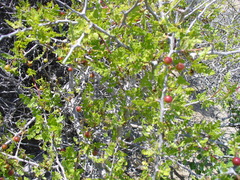 Bursera littoralis
