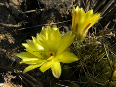 Mammillaria longimamma