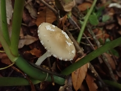 Amanita xylinivolva