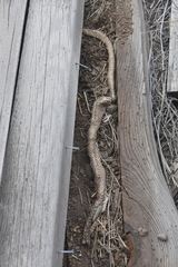 Coluber constrictor mormon