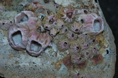 Notobalanus vestitus