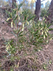 Conostephium pendulum