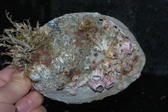 Notobalanus vestitus