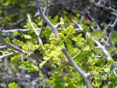 Bursera littoralis