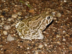 Anaxyrus cognatus