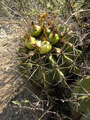 Ferocactus echidne