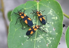 Oncopeltus varicolor