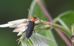 Oedemerinae