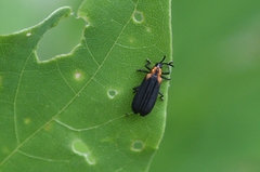 Xenochalepus maculicollis