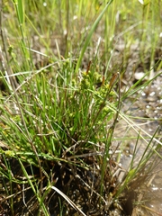 Carex viridula viridula
