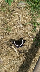 Limenitis arthemis rubrofasciata
