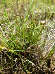 Carex viridula viridula