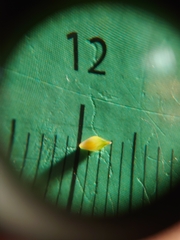 Carex viridula viridula