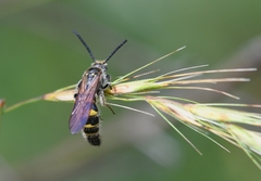 Xanthocampsomeris limosa