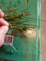 Carex viridula viridula