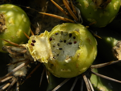 Ferocactus echidne