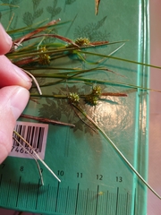 Carex viridula viridula