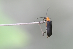 Oedemerinae