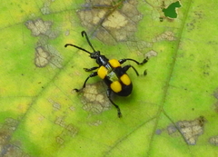 Lilioceris quadripustulata