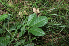 Flindersia schottiana
