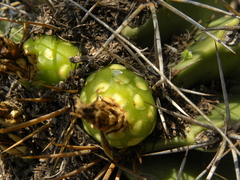 Ferocactus echidne