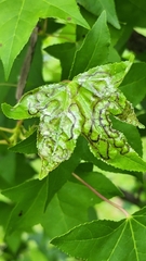 Phyllocnistis liquidambarisella