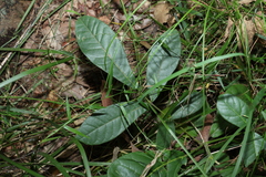 Flindersia schottiana