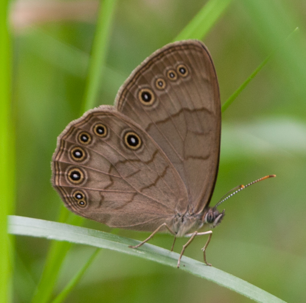Satyrodes