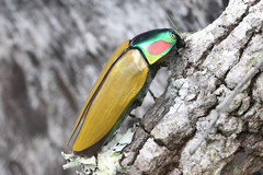 Calodema regalis