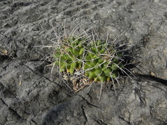 Mammillaria compressa compressa
