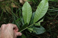 Flindersia schottiana