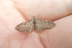 Eupithecia virgaureata