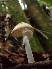 Amanita xylinivolva