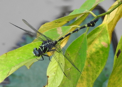 Ictinogomphus decoratus