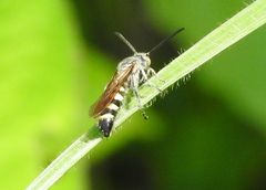 Campsomeriella