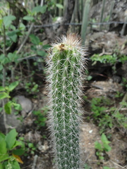 Nyctocereus serpentinus